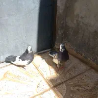 کبوتر
