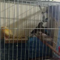 قناری|پرنده|کرمان, |دیوار