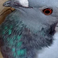 پرنده
