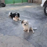 فروش بلا و ببری|سگ|مسجد سلیمان, |دیوار