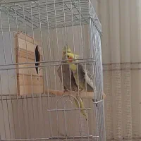 یک جفت عروس هلندی سخنگو با قفس لوازم ضمانت قناری