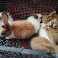 خرگوش|موش و خرگوش|قره چای, |دیوار