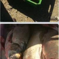 فروش ماهی آزاد(سیلور) کله گاوی کپور طلایی