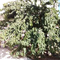 فروش خانه ویلایی فارسان