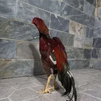 خروس لاری|حیوانات مزرعه|بهارستان, |دیوار