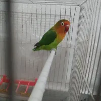 طوطی کوتوله