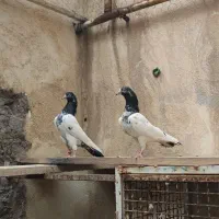 کبوتر تیدی خالص تعداد بخوایی تخفیف ویژه میدم