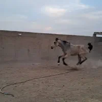 کره مادیون به رنگ عشق (سمند )سوپر دم گیر