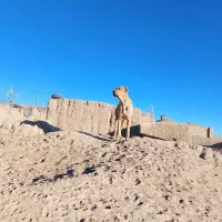 سگ گله جناور دیده