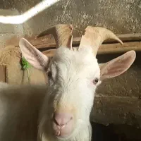 بز سانن پلاک فرانسه|حیوانات مزرعه|بیستون, |دیوار