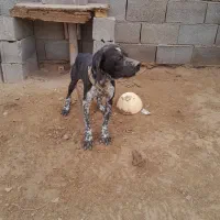 توله شکاری نر