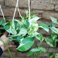 گلخانه|گل و گیاه طبیعی|گرگان, |دیوار