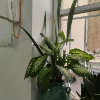 گل های زیبا و طبیعی