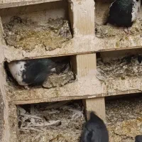 ۱۰عدد کفتر نر