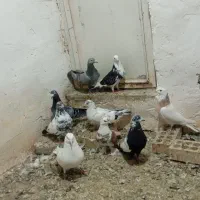 کبوتر|پرنده|کبودرآهنگ, |دیوار