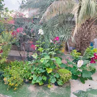 اجاره روزانه/هفتگی/ماهانه آپارتمان ۱۸ متری|اجارهٔ کوتاه‌مدت آپارتمان و سوئیت|خورموج, |دیوار