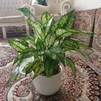 گیاه شفلر|گل و گیاه طبیعی|گلبهار, شهر جدید گلبهار|دیوار