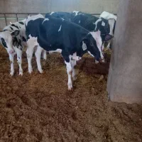 گوساله۱۴۰کیلو هفت راس