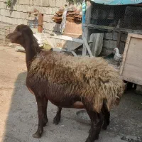 گوسفند بابره ماده|حیوانات مزرعه|شیرگاه, |دیوار