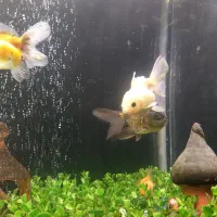 ماهی و آکواریم|ماهی|مرند, |دیوار