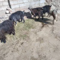 4عددبز گوشتی خوش خوراک