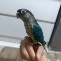 تراکویسس گمشده