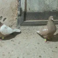 یک جفت سینه زرد|پرنده|شیروان (خراسان), |دیوار