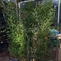 گیاه نی خیزران|گل و گیاه طبیعی|تهران, عباسآباد|دیوار