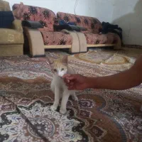 یک گربه اهلی تربیت شده ودوجفت کبوتر|گربه|زابل, |دیوار