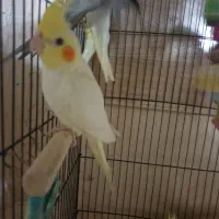 عروس هلندی دستی