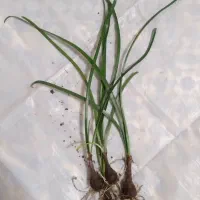 سوسن باران صورتی