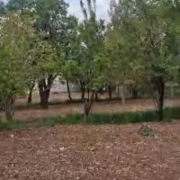 زمین باغی واقع در جاسب|فروش زمین و ملک کلنگی|قم, سالاریه|دیوار