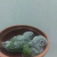 گرینچیک سرلاکی|پرنده|قم, باجک دو|دیوار