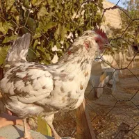 مرغ گلین|حیوانات مزرعه|قرچک, زیبا شهر|دیوار