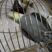 عروس هلندی ماده