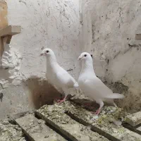 کبوتر
