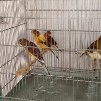 ۵عددقناری|پرنده|تهران, مظاهری|دیوار