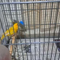 جفت قناری سوپری|پرنده|قدس, شهرقدس|دیوار