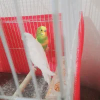 خوزستان شهر رامهرمز