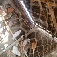 30تا کبوتر سرخ گرگی همه کاکل سرو کله داری|پرنده|علیآباد کتول, |دیوار