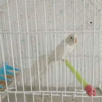 یک عدد مرغ عشق بالغ هلندی