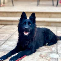 توله ژرمن اصیل|سگ|مشهد, امیریه|دیوار