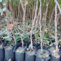 نهال پسته گلدانی|خدمات باغبانی و درختکاری|اردستان, |دیوار