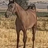 اسب|اسب و تجهیزات اسبسواری|قلعه شاهین, |دیوار