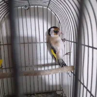 سهره جوجه قفس