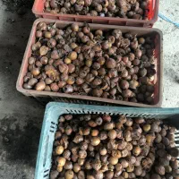 ازگیل بمناسب برای رب