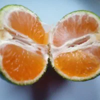 نارنگی ژاپنی
