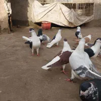 چپ ساده افغانی