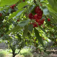 باغ گیلاس