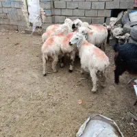 هفت گوسفند اصیله آبستن